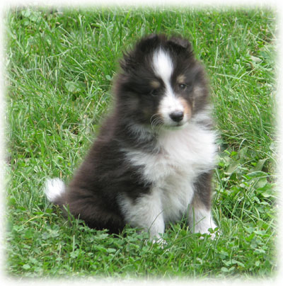 shetland sheepdog puppy